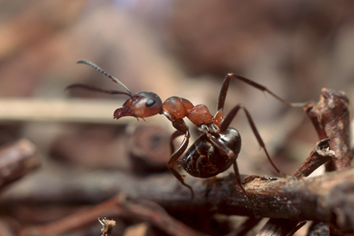Les fourmis rousses - défendre le nid - extrait